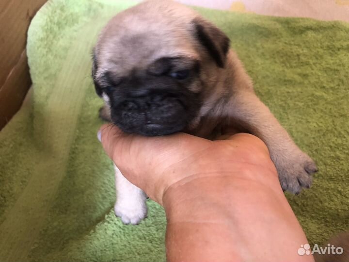 Щенки мопса