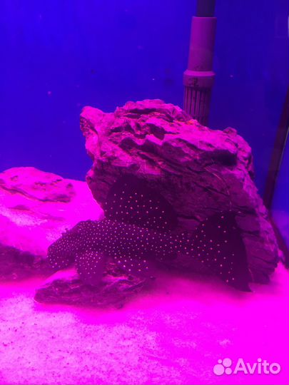 Номерной сом