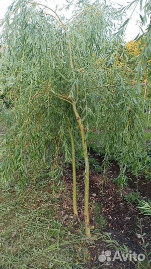 Ива повислая