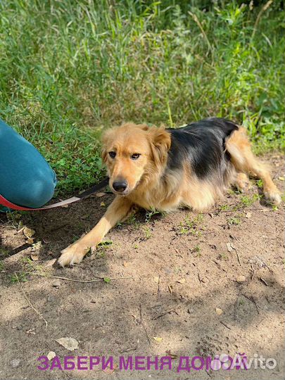 Мотя хочет стать домашней