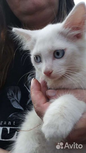 Кошки в добрые руки бесплатно