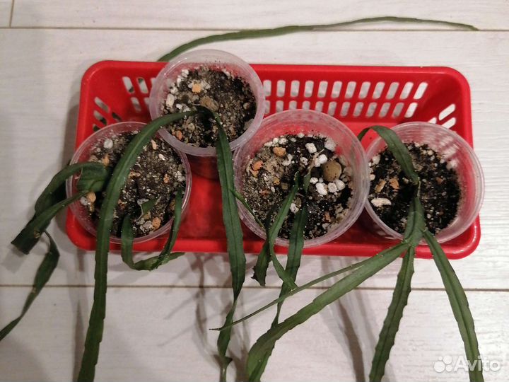 Суккуленты