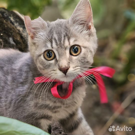 Котенок в добрые руки