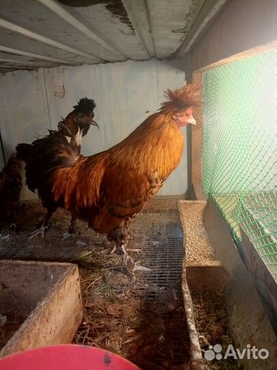 Куры несушки