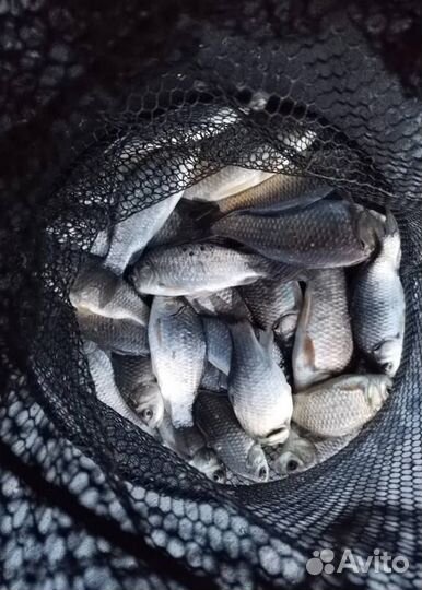 Малек Карася