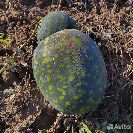 Арбуз икар,русская березка и тыква гитара