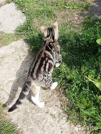 Котята в добрые руки от крысоловки