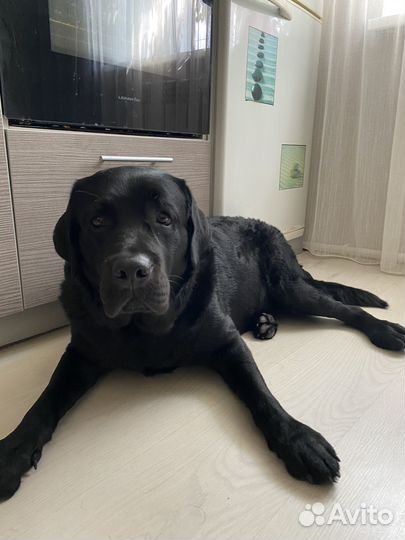 Кобель лабрадора вязка