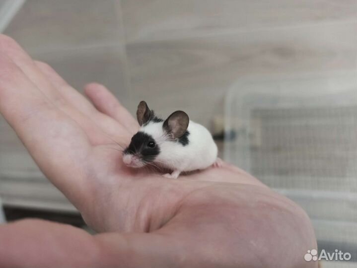 Японские бамбуковые мыши