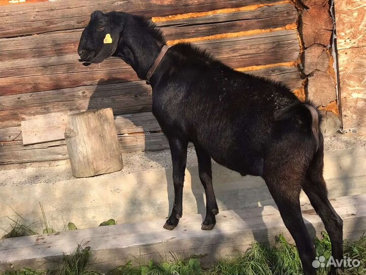 Нубийский козел