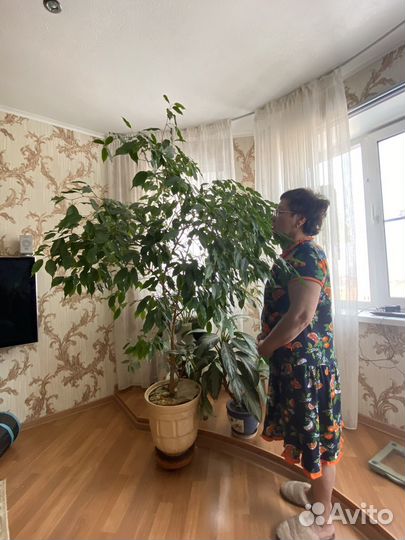 Фикус бенджамина