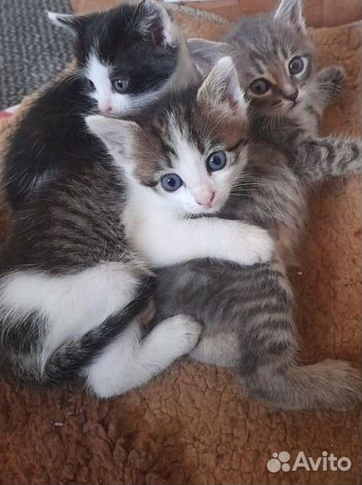Котята в добрые руки
