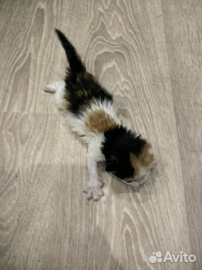 Отдам котят