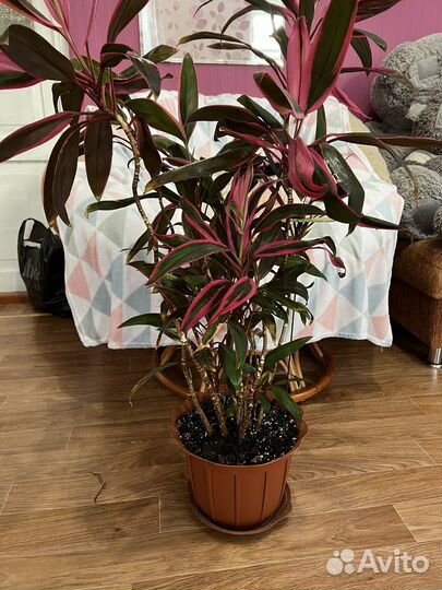 Живые цветы в горшках