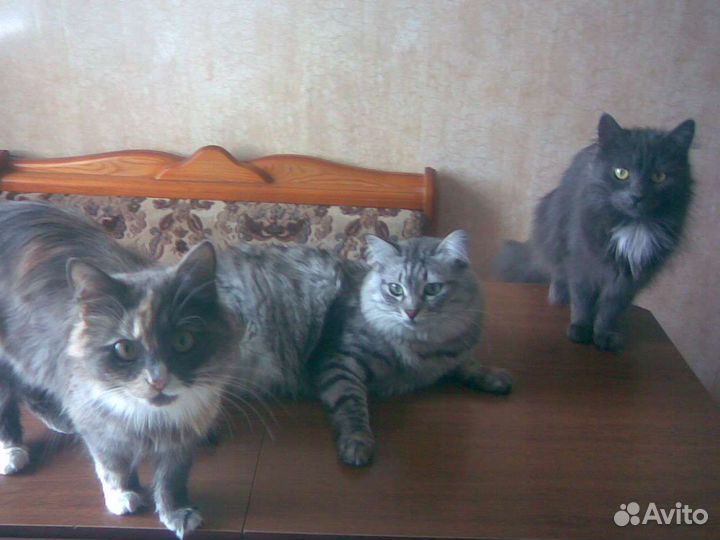 Кошки в добрые руки бесплатно