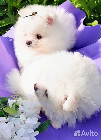 Щенки шпица