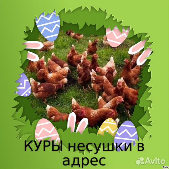 Куры несушки от фермера