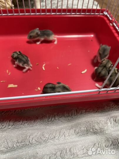 Джунгарский хомяки