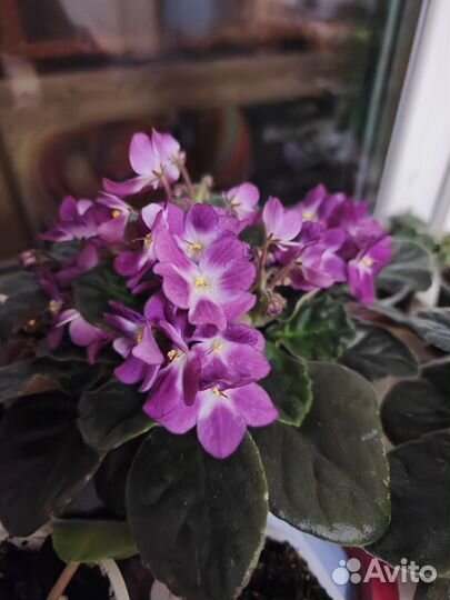 Приют для ваших растений