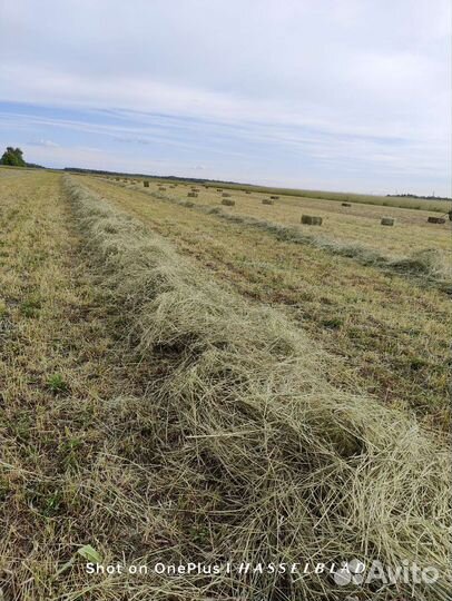 Сено в кипах (тюках)