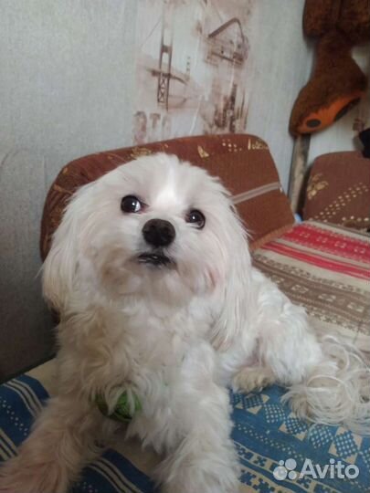 Мальтезе вязка