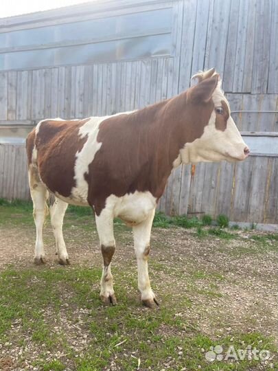 Корова, телка