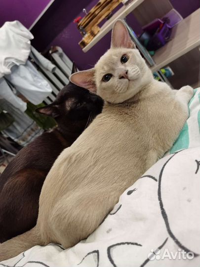 Бурманский котенок