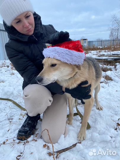 Собака в добрые руки