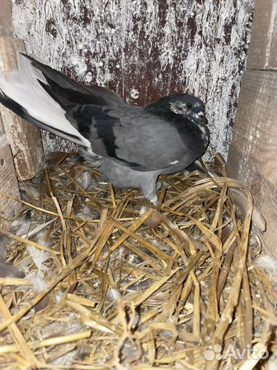 Николаевские голуби