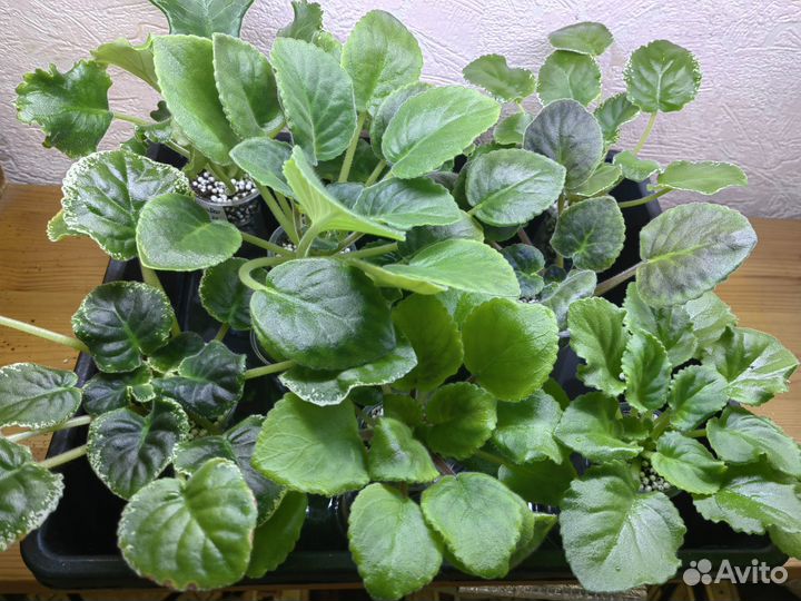 Фиалки сортовые