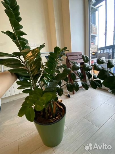 Замиокулькас и Спатифиллум