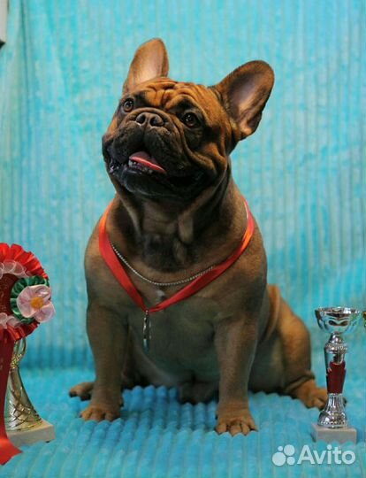 Кобель французского бульдога для вязки