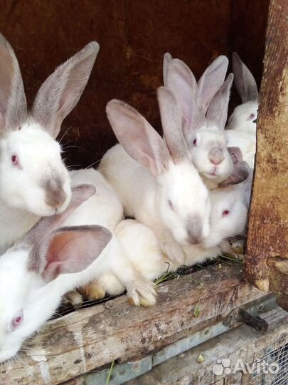 Кролики козы