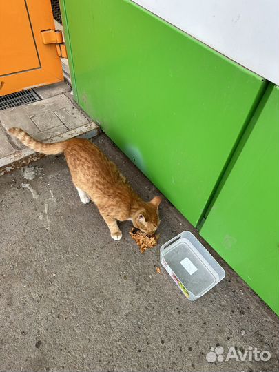 Котенок подросток девочка