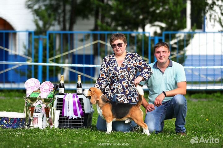 Вязка кобель бигль