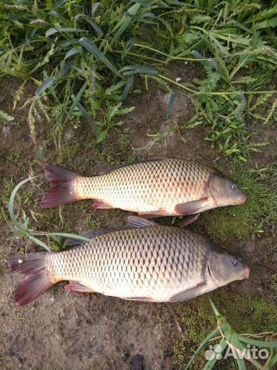 Свежемороженная и вяленая рыба: Сазан, Судак, Сом