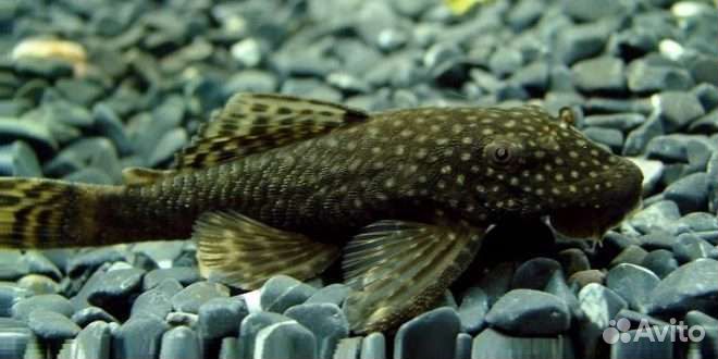 Аквариум с рыбками и всем содержимым