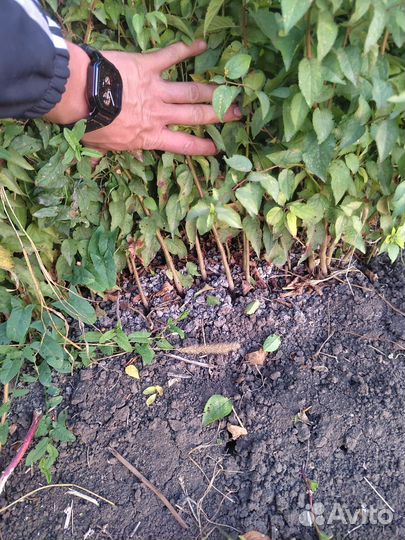 Подвой алычи, антипки, Жерделы дюсена