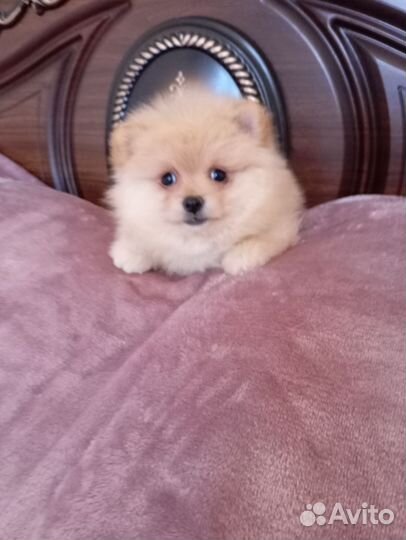 Померанский шпиц