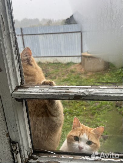 Кошка в дар