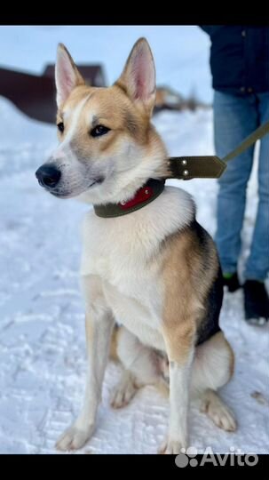 Собака в дар в добрые руки