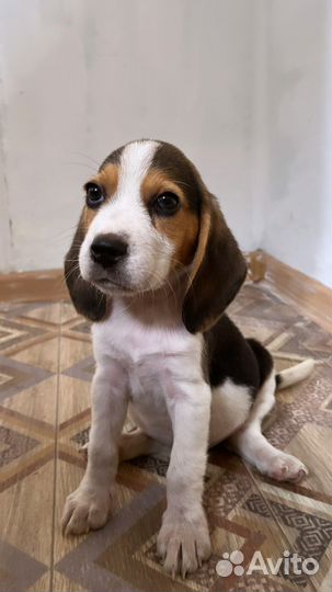 Щенок Бигль мальчик