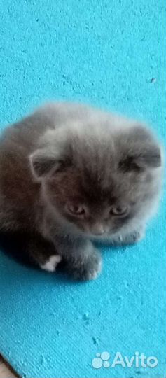Британские котята