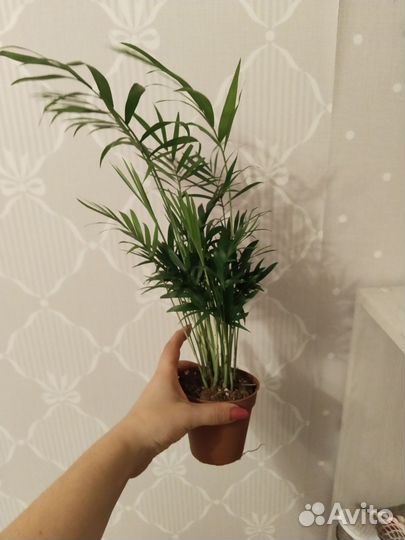 Продам цветы комнатные