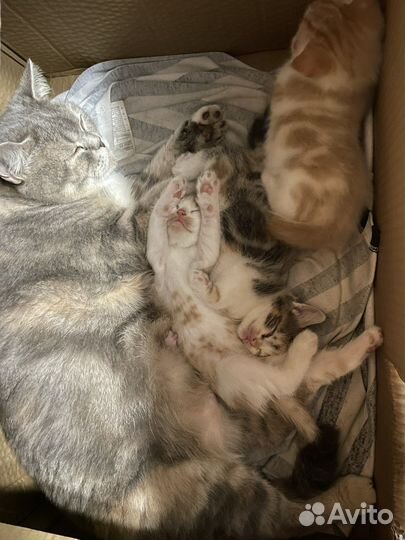 Котята мама британка