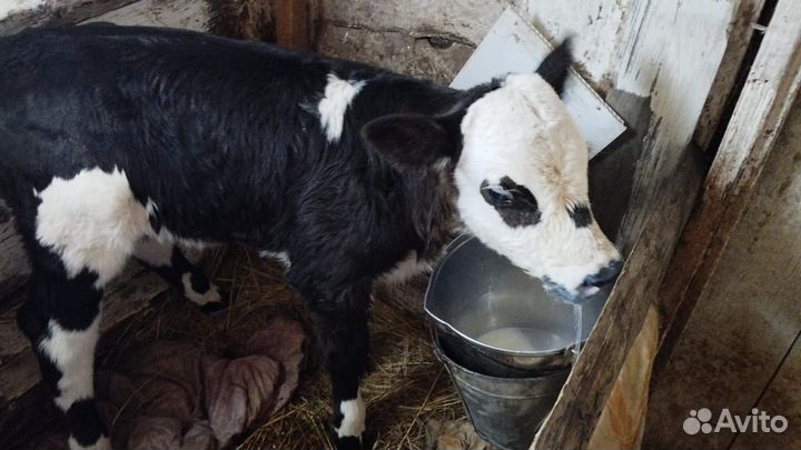 Телочка 5 дней