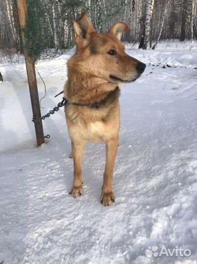 Бонифаций в добрые руки