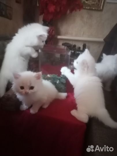Продам белых пушистых котят