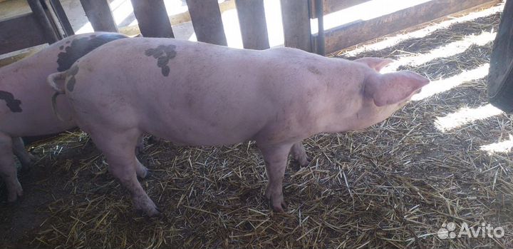 Продам хряков