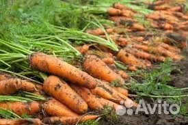 Морковь домашняя